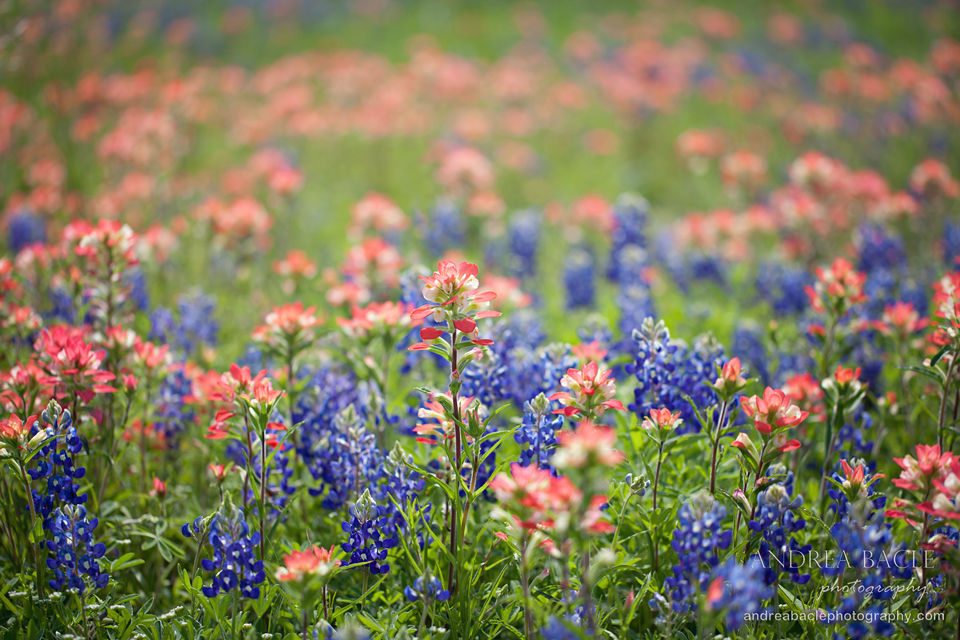 bluebonnets and indian paintbrushes