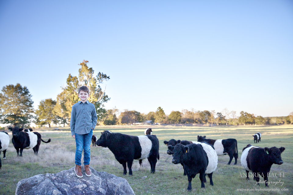 blog-post-cows-and-sunset-on-the-ranch