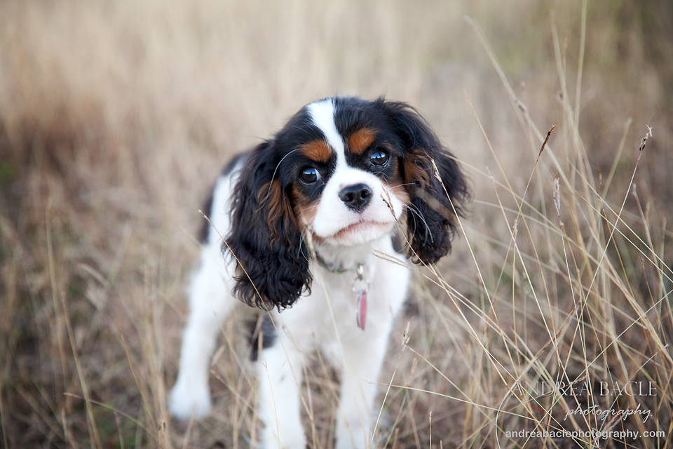 blog-post-little-puppy-new-rancher